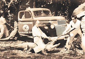 Alligator Farm celebrates 125th anniversary with new attraction