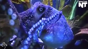 5.4M views · 11K reactions | Inky the octopus managed to escape his aquarium tank and get back to the ocean | NowThis | Facebook