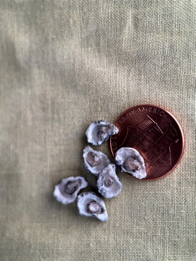 1:12 Scale Miniature Raw Oysters - Etsy