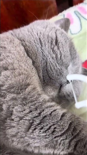 🐱 看把你能的，下次拉个二泉映月吧#萌宠日常记录 #宠物日常 #蓝猫 #家有萌宠
