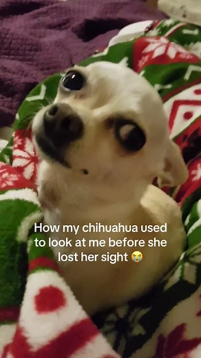 Join me if you need a good cry ☹️😭 Pebbles lost her sight around her 14th birthday and sometimes I forget what it felt like when she looked at me like this 💔 thankfully though, she’s still here! Just a lil old lady now #chihuahuastiktok #fyp