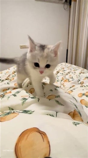 The cutest kitten moments ever! 💕#kitten #cat #short