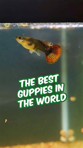 Aquarium Co-Op / Local & online aquarium supplies + education on Instagram: "The Best Guppies in the World (in my opinion) #aquariumcoop #aquascaping #fishtank"