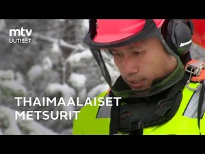 Thaimaalaiset metsurit paiskivat töitä Suomen metsissä 🌲