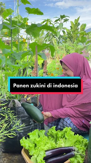 Mengenal Zucchini: Resep dan Cara Memasaknya