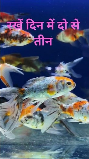 Goldfish Care Guide: Simple Tips for Healthy & Happy Goldfish! ✨