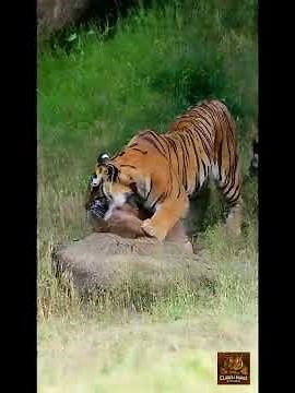 Animals life, Bengal Tiger Panthera Tigris Tigris .Claws And Maws Kitchen