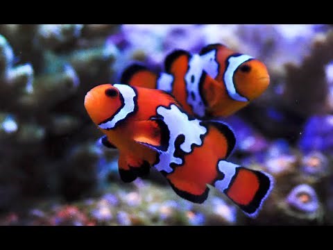 Livestock Lowdown: Ocellaris Clownfish "Nemo" Black Ice Snowflake Care and Profile
