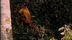 04 - Baby Dolittle World Animals
