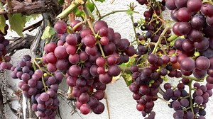 ripe, blue grapes in a vineyard, zoom in to a closeup