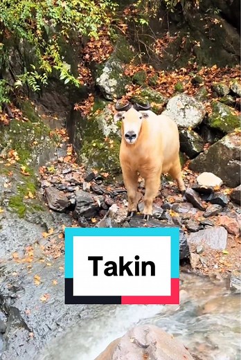 Understanding the Takin: A Unique Wild Animal