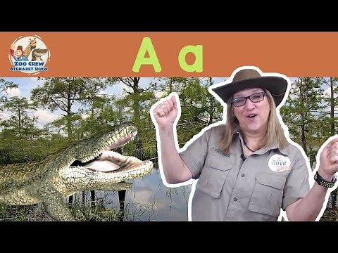 Zoo Crew Alphabet Show | Alligators and Letter A