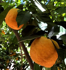 Bitter Orange, Seville Orange, Sour Orange, Zhi Shi or Citrus × Aurantium (10 Seeds) - Etsy