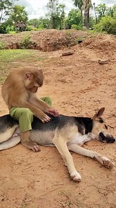 672K views · 15K reactions | SokYaa's Pet Therapy Session! This Monkey Gives Better Massages Than Most Spas! ‍♀️ #SokYaa #PetTherapy #AnimalFriendship #Massage #Relaxation #Wholesome #WowGreaty | Wow Greaty | Facebook
