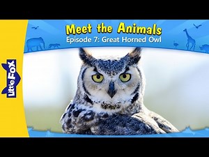 Meet The Animals - The Great Horned Owl