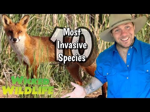 Australia’s 10 MOST invasive species : No.6 The Red Fox