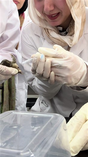 Frog Vlog Adventures: Exploring Nature's Wonders