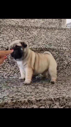 Aww cuteness overload 💝🥹🫠 ……..WOOF 🐶💗🖤🐾 Pug puppies for adoption #puglifemagazine #fypviralシ #PetLoversParadise #pugs #pugdreams #dog #puglife #pug #pet | Pug puppies for adoption
