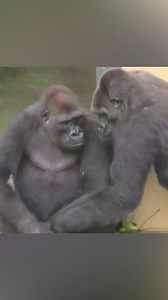 734K views · 10K reactions | Funny Gorilla moments 殺轢殺 #gorilla #viralreelsシ #baby #funnyvideo #funnymoments | Gorilla Channel | Facebook