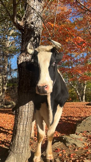 This morning before I began my day of hosting my Spa Retreats here. I thought I’d walk out in the morning sun and take in the beauty of this day. Oscar was happy to spend time with me | Our Farmacy