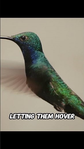 How Fast Can Hummingbirds Really Fly?