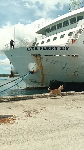 1.3M views · 23K reactions | Show some love for Kilay #kilayandfriends #dogs #workingdog #doglife #amazingdog | KILAY and Friends | Facebook