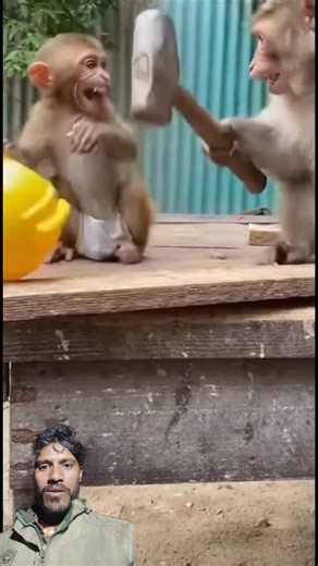 funny monkey #monkey #funny #comedy #shorts 🐒🐒