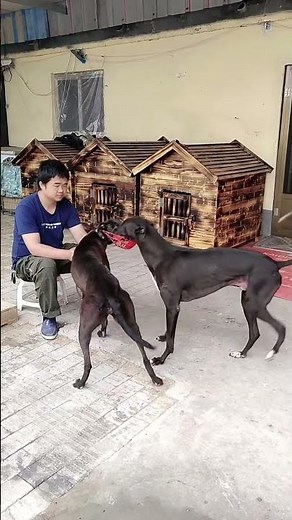 Build a limited partner,thedog's hopes@ 10