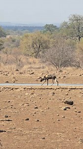 wild dog & hyena 🫣 | Sightings by Phil