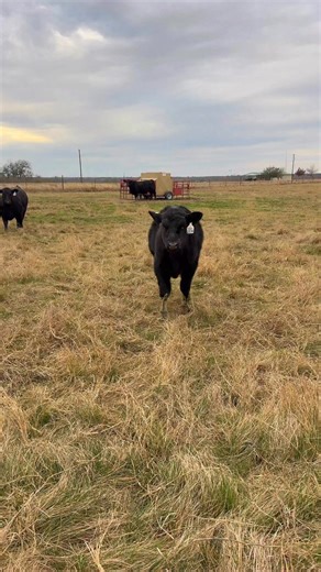 Building the next generation starts with the right match. Ms. Frontline is getting paired to an elite maternal sire — focused on fertility, udder quality, stayability, and calm temperament, while still keeping an eye on carcass.Drop your pick: what’s the #1 trait you’d breed for in a replacement heifer?Breed for Prime. Built for Texas. Proven on grass.#PrideRanch #Brangus #Angus #CattleBreeding #RanchLife #AI #Seedstock | Broderick Pride