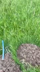 20K views · 340 reactions | Mole trapping on our silage fields . | Gareth Wyn Jones | Facebook