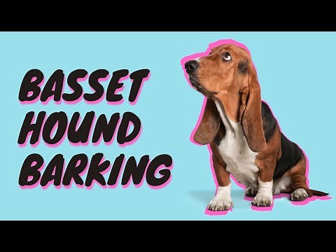 Basset Hound Barking [Sound Effect]