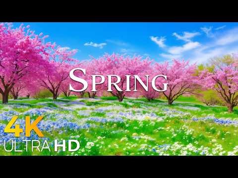 Spring Flowers 4K - March 2026 🌸 Endless Tulip Fields, Sakura Valleys & Bright Morning Landscapes