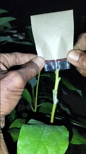 How To Graft Avocado Tree _ Get Fruit in 2 Years !