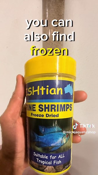 Breeding Brine Shrimp for Freshwater Aquarium Fish Feeding