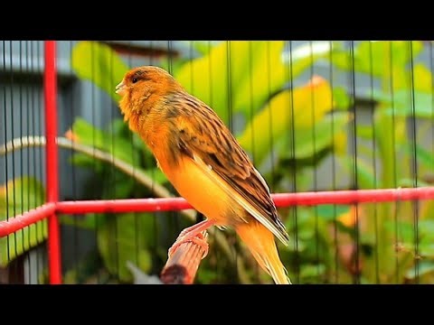 Canarini in Azione con Canto Naturale per Benessere e Accoppiamento Sereno