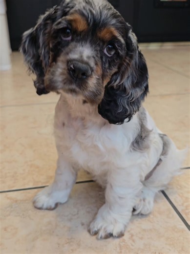 Rarely Seen Cocker Spaniel with Unique Color Patterns