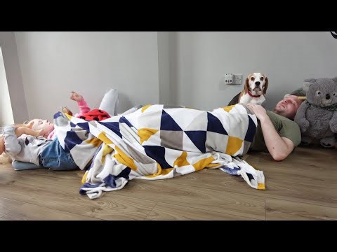 Cute dogs go crazy when humans try stealing their beds