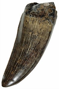 We just added a batch of dinosaur fossils to FossilEra including some really nice Tyrannosaur teeth from the Judith River Formation, lots of Triceratops teeth from the Hell Creek Formation, a Hadrosaur humerus and more. Check out all of the latest listings at https://www.fossilera.com/new | Fossilera