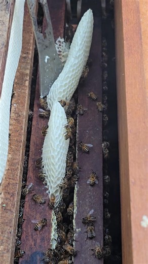 Oh! Scrapping new beehive on second layer #beehive #farming ##amazing#beautiful #farmers #honey
