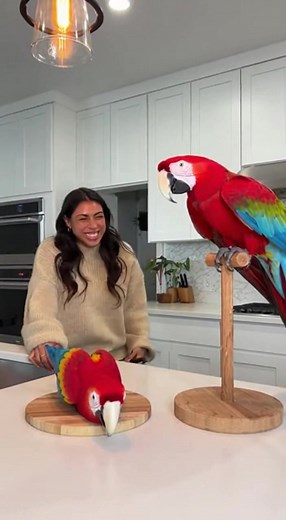 9.6K views · 115 reactions | When your parrot takes things WAY too personally 列 I can’t breathe—his reaction sent me 藍 #ParrotDrama #TooDramatic #BirdTok #ComedyVideo #PetReactions #ScarletMacaw #CakeArt #KitchenComedy #ViralVideo #FunniestVideo #DramaticAnimals #PetTok #FYP #foryoupage | Macawify | Facebook