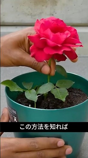 Multiply Roses from a Single Bloom! The Rose Propagation Secret No One Tells You