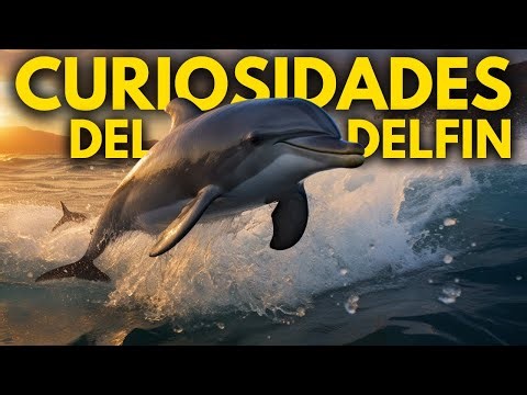 5 Secretos Ocultos del Delfín que Nadie Conoce | 5 Curiosidades de los Delfines