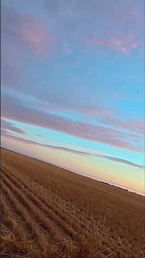 Ducks Are Coming! Hunters' Exciting Field Day With Their Dog #shorts