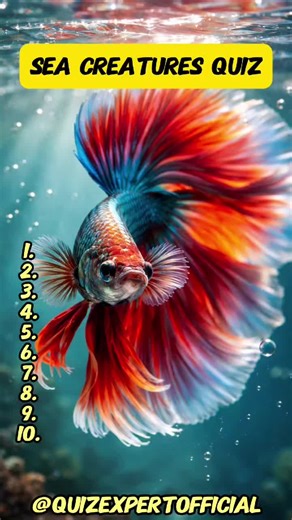 Guess the Sea Creatures: Fun Quiz for Ocean Lovers