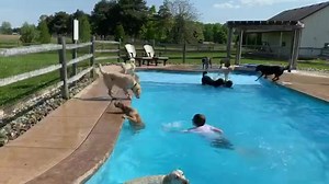 10K views · 730 reactions | This is the best way to show you how some of the pups begin learning how to swim.  SO bummed that this video looks perfect on my phone but... not so much on Facebook. Back to the professional video cam! Sorry folks. If any of you techy people out there have advice, I'm all ears! | Lucky Puppy | Facebook