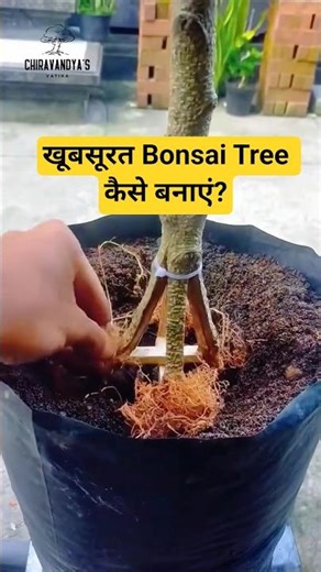 Insane Plant Surgery! You won't believe the result. 🤯🌳