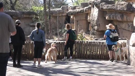 Dozens of Pets Visit Dallas Zoo on First-Ever ‘Dog Day’