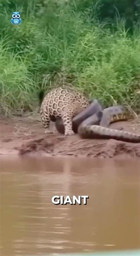This Jaguar has no Chance against a Giant Anaconda #wildlife #shorts