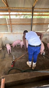 2.2M views · 23K reactions | ARBANITE FARM VENTURES Pig production is a game changer. | Onias Mlambo The Agronomist | Facebook